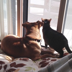 ニャンコとワンコ2