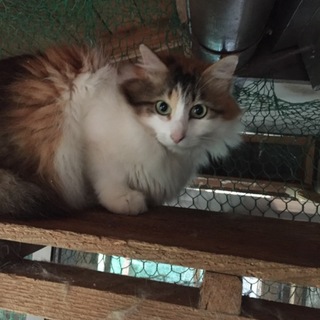 多頭飼い飼育現場の子です！