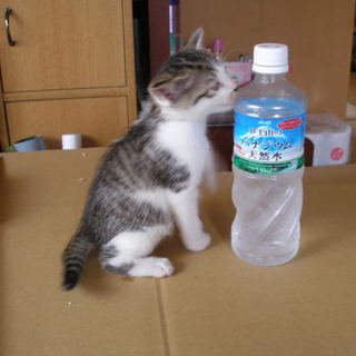 かわいいトラ猫の子猫です！