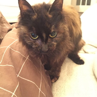 トライアル決定のため、新規募集一時停止いたします。