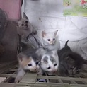 １ヶ月半ぐらいの子猫ちゃん♡