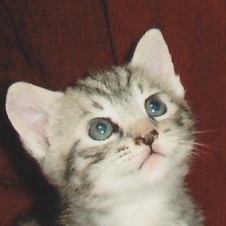 カレンダーの子猫ちゃんみたい！