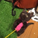 黒猫子猫
