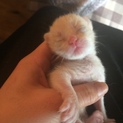 チロルの子猫