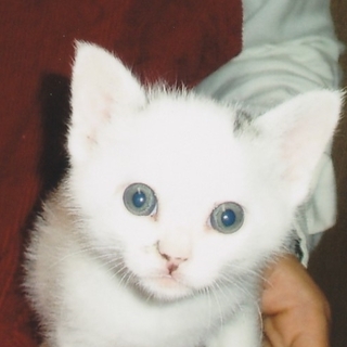 おとなしくて良い子のサバシロちゃん