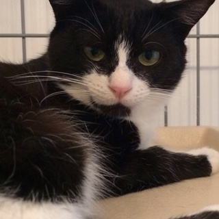 白黒ハチワレのジュニア