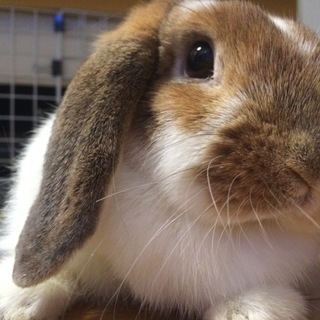 可愛がってくれる新しい飼い主さんを探しています