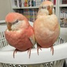 ましまろ。