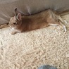 いちごゲバラ