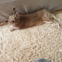 活発で元気な子です