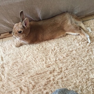 活発で元気な子です