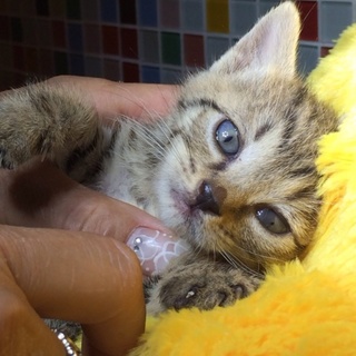 キジトラちゃん