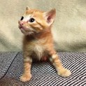 れもんちゃん　　かわいい男の子です