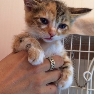 しまミケちゃん