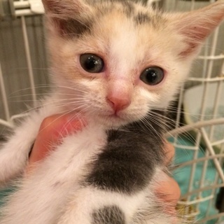 うすミケちゃん