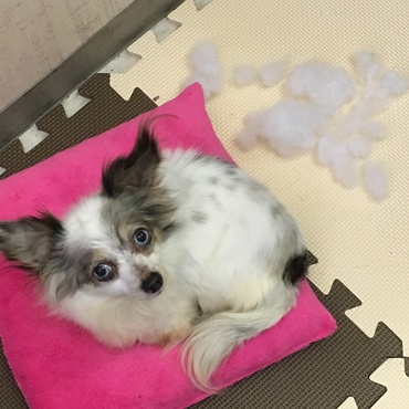 の写真