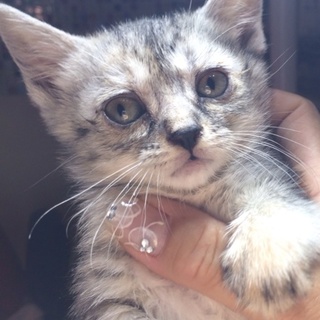 サバトラちゃん