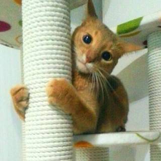 ありがとうございました！元気なアビシニアンの男の子