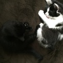 約生後1か月半の子猫