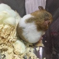里親決定いたしました。