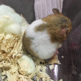 里親決定いたしました。