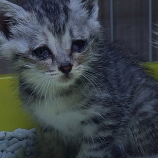 サバトラちゃん