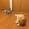 スフィンクス