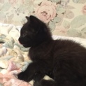黒猫の赤ちゃん