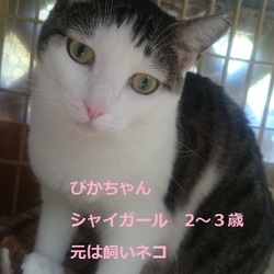 あれっメンツ変わってないじゃないですか？猫譲渡会INおおぶ