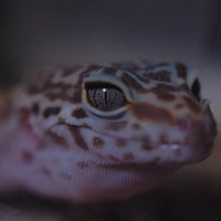 ティアマット（ティアちゃん）