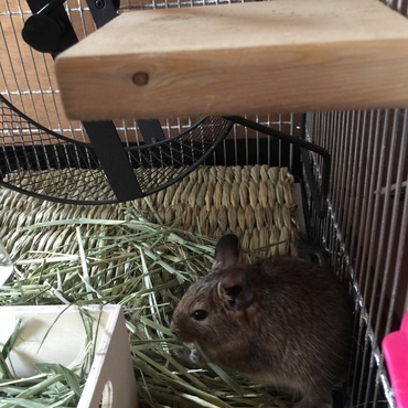 新人デグーちゃんです
