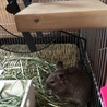 新人デグーちゃんです