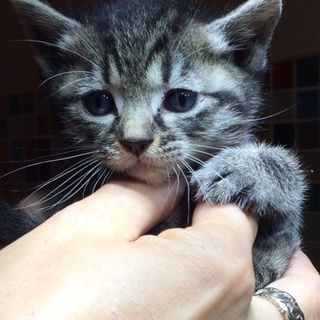 キジトラちゃん