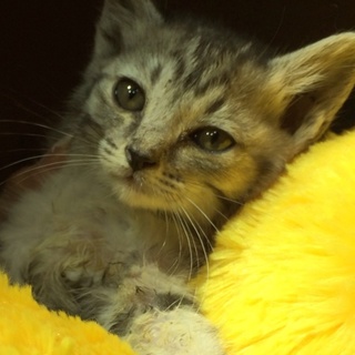 キジトラちゃん