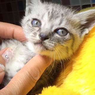 サバトラちゃん