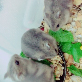 ブルーサファイアの赤ちゃん♡♡