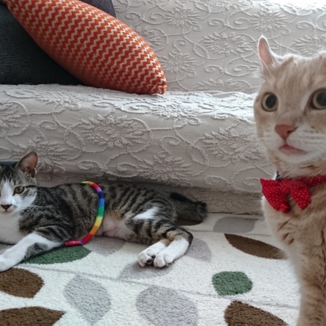 ききかにょのカバー写真