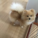 一時停止中 ポメラニアン 人懐っこい男の子