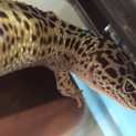 レオパ ♂ 1歳
