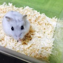 生後約1ヶ月ハムスター