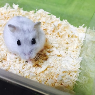 生後約1ヶ月ハムスター