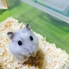生後約1ヶ月ハムスター サムネイル3