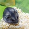 生後約1ヶ月ハムスター サムネイル4