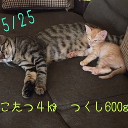 虎龍の心が知りたい…