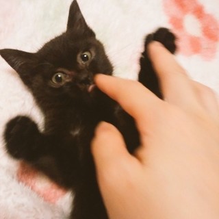 懐っこい女の子 黒子ちゃん