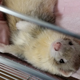 里親募集中です。