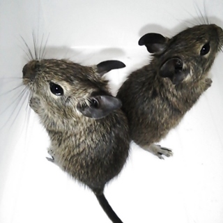 デグーのベビー生まれました♪