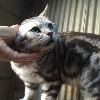 多頭飼い飼育現場の子です‼︎