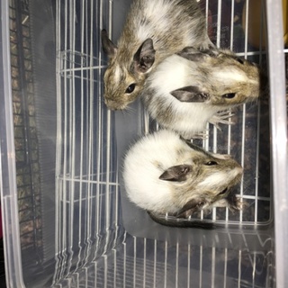 ※里親決まりました デグーの里親募集