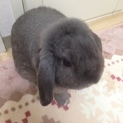 うさぎの里親探してます